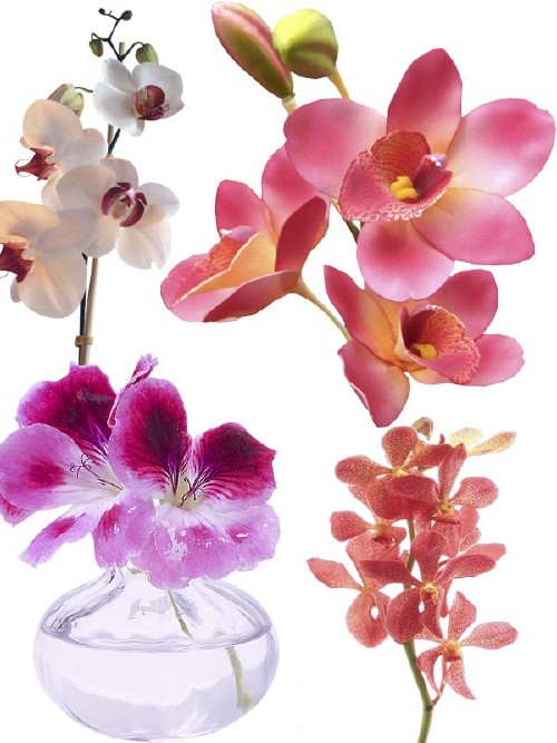 Орхидея - цветочный фотосток (часть вторая)