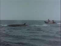    :    / Underwater Odyssey of a command of Cousteau (1969 / DVDRip)