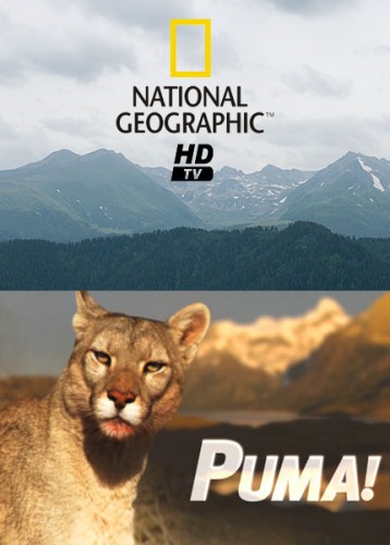 ! / Puma! (  / Uwe Muller) [2012, , HDTVRip] National Geographic