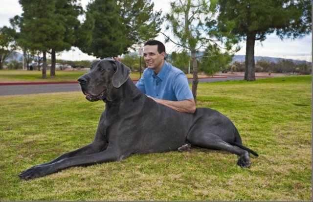 Самая большая собака в Мире