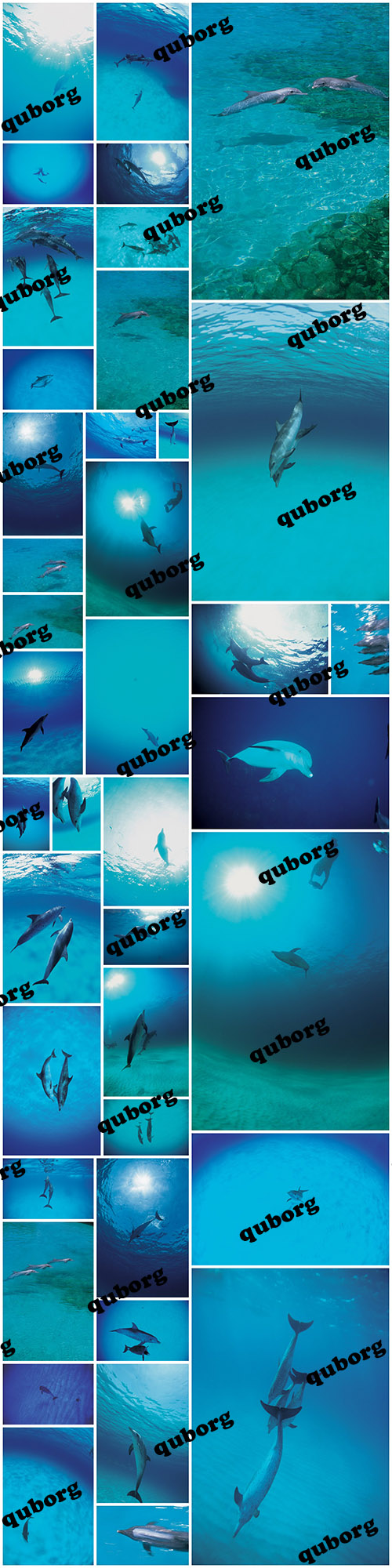 Stock Photos - Dolphin