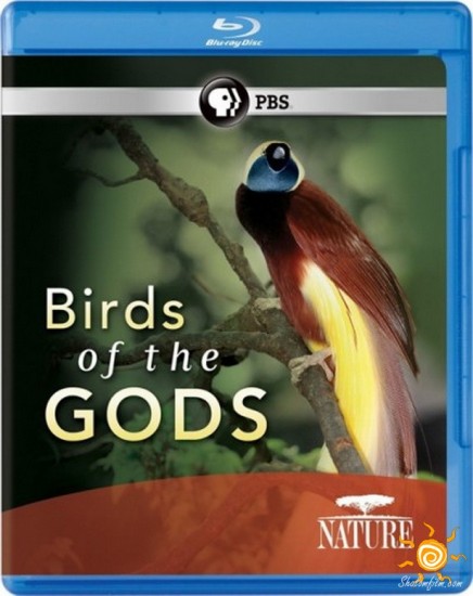 [iPad] BBC:  .   / PBS: Nature - Birds of the Gods ( /Harvey Jons) [2010, , , BDRip, 576p] MVO + Original