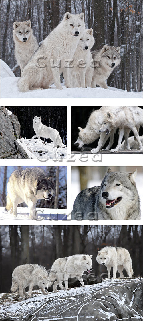  / White wolf - Stock photo
