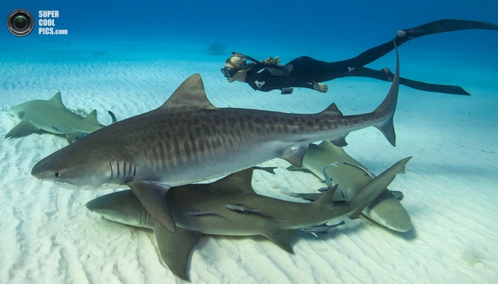 Фотомодель подружилась с акулами-людоедами