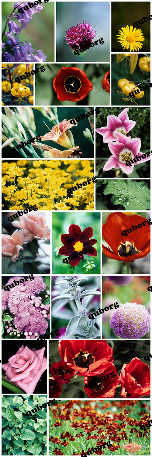 Stock Photos - Flowers