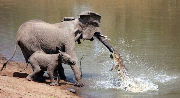 Жестокий бой Слона с Крокодилом