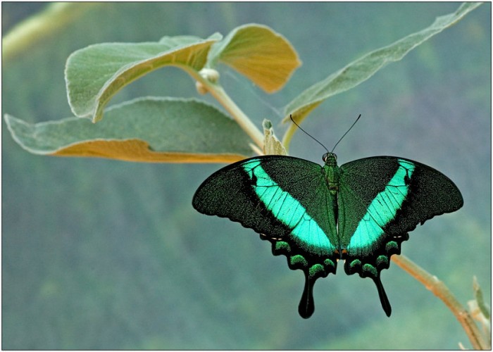 Фотографии тропических бабочек