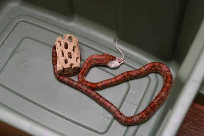 Змеи со своей добычей