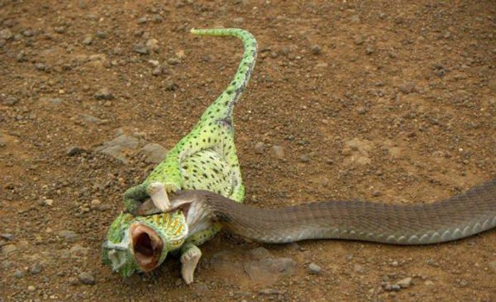 Змеи со своей добычей