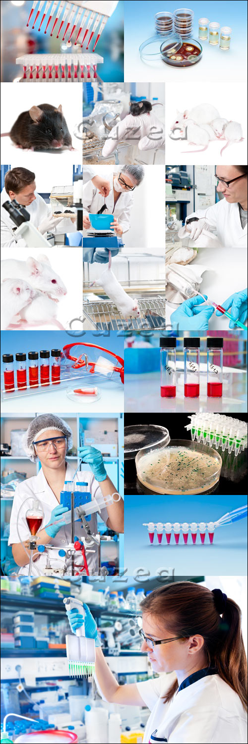    / Experimental work in laboratory with mice - Stock photo