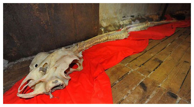 Необычный скелет найден в китайском море (видео)