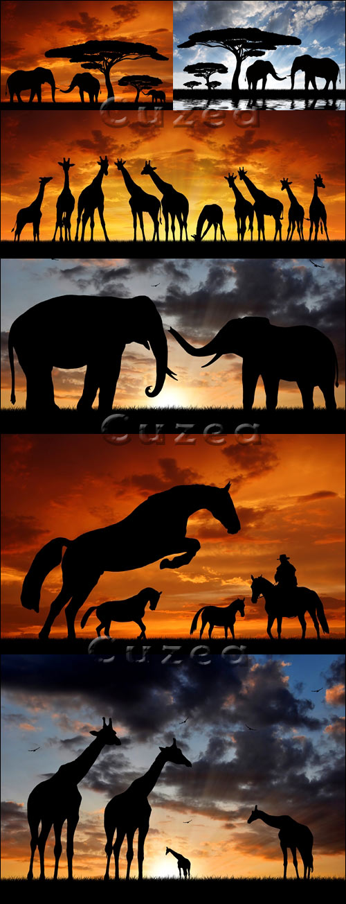     / Animals against the coming sun - Stock photo
