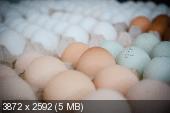 Продажа инкубационного яйца цветных бройлеров. Запись на сезон  2013 года(импорт) _507a753f2e9ba20a805105503427afee