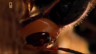   / National Geographic: Insect wars (2005) HDTVRip (1080)